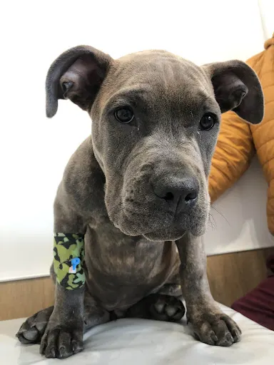 Przychodnia Weterynaryjna "ZWIERZ nam się" Jabłoński & Kowalczewski